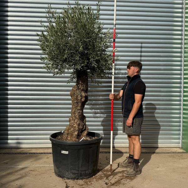 Lovely Specimen Olive Fruit Tree 20359