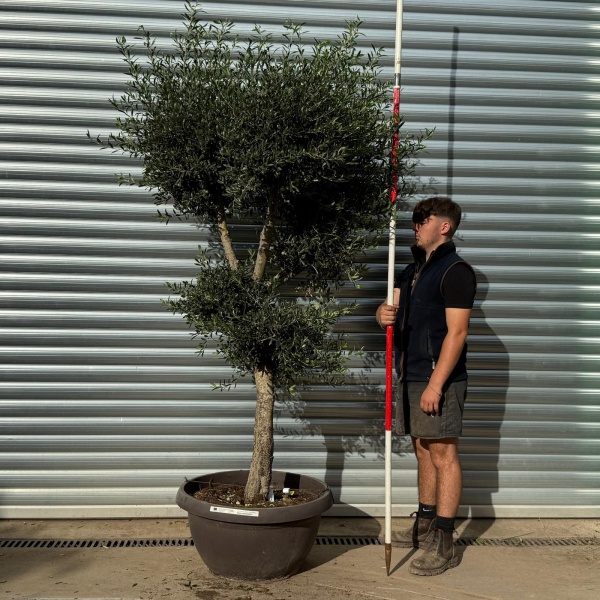 Architectural Branched and Shaped Feature Specimen Olive Fruit Tree in our Bowl Format 20360