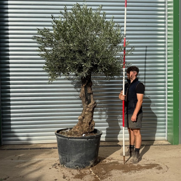 Lovely Specimen Olive Fruit Tree 20361