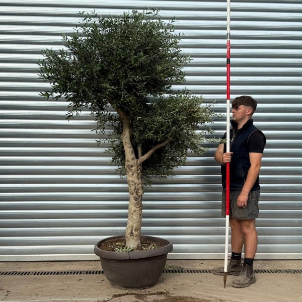 Architectural Branched and Shaped Feature Specimen Olive Fruit Tree in our Bowl Format 20362