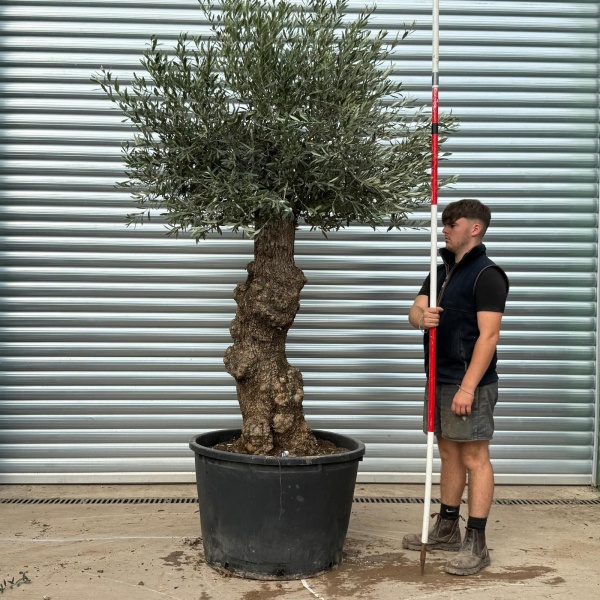 Lovely Specimen Olive Fruit Tree 20363