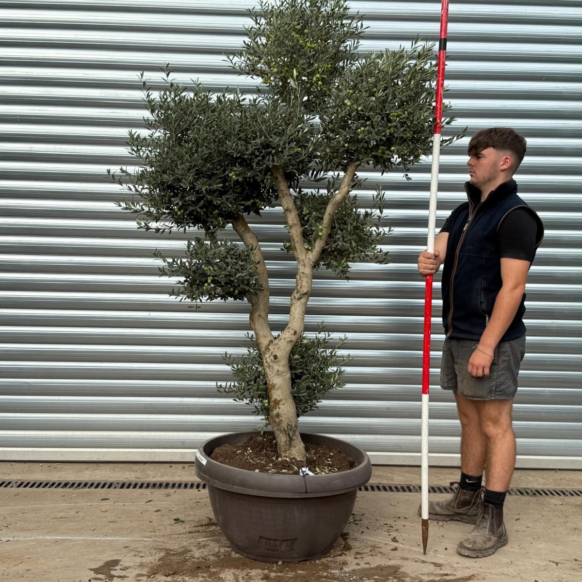 Architectural Branched and Shaped Feature Specimen Olive Fruit Tree in our Bowl Format 20364