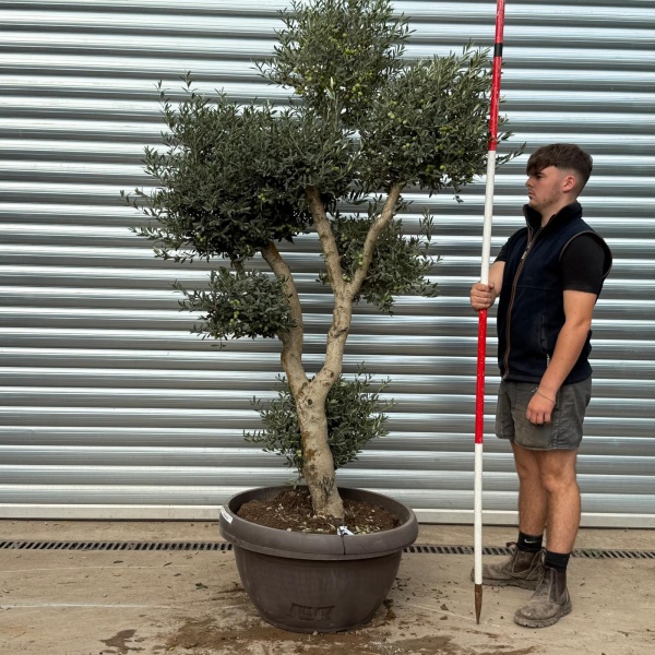 Architectural Branched and Shaped Feature Specimen Olive Fruit Tree in our Bowl Format 20364