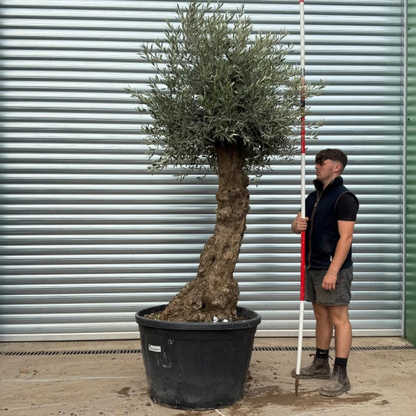 Lovely Specimen Olive Fruit Tree 20365