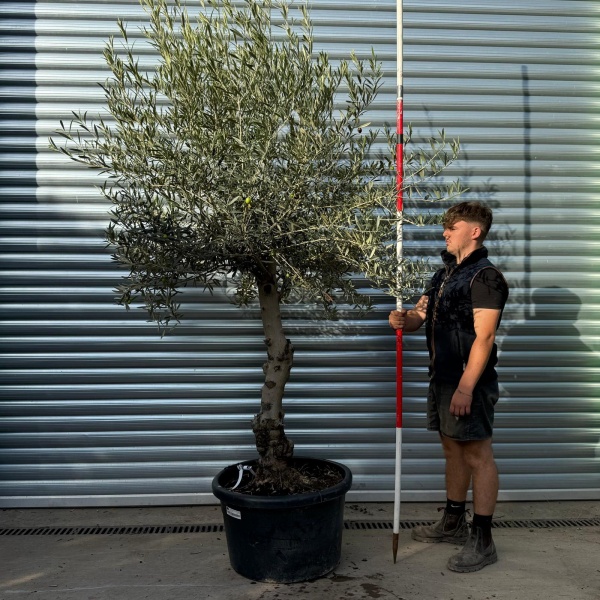 Lovely Specimen Olive Fruit Tree 20366