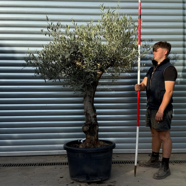 Lovely Specimen Olive Fruit Tree 20367