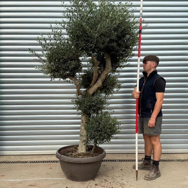 Architectural Branched and Shaped Feature Specimen Olive Fruit Tree in our Bowl Format 20373