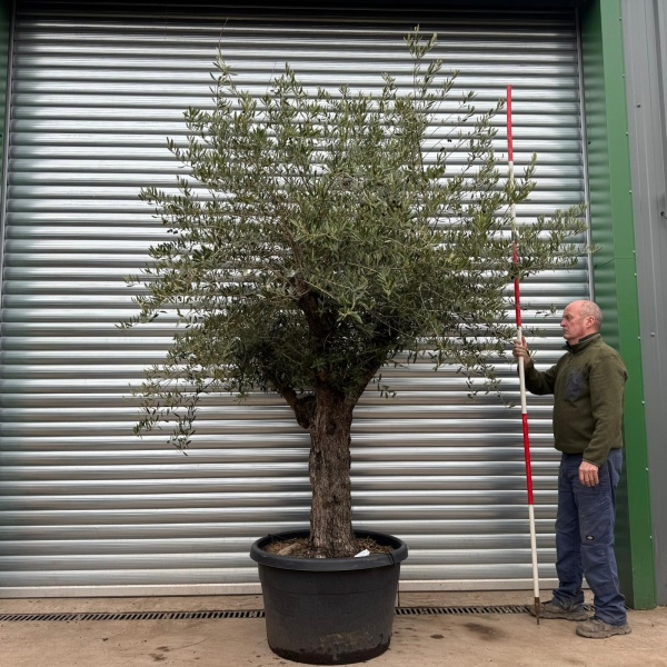 Homepage 2 Super Branched Specimen Olive Fruit Tree 20419