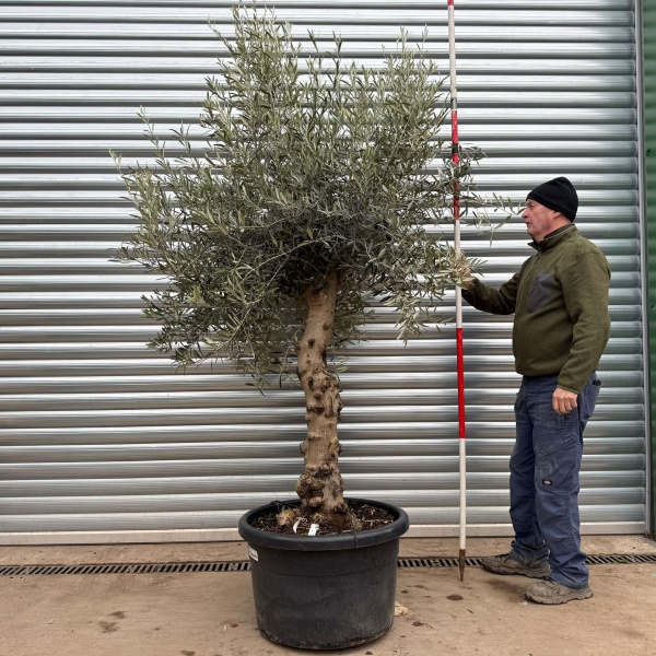 Homepage 6 Super Specimen Olive Fruit Tree 20420