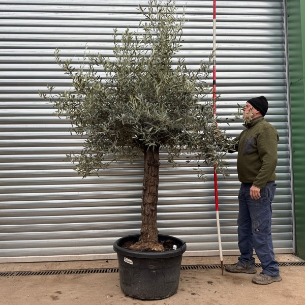 Homepage 7 Super Specimen Olive Fruit Tree 20421