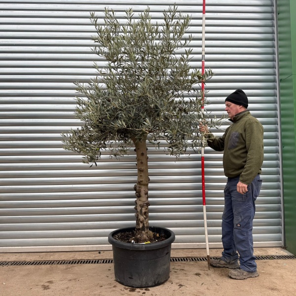 Homepage 8 Super Specimen Olive Fruit Tree 20422