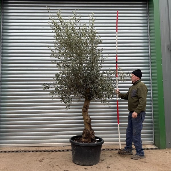 Homepage 9 Super Specimen Olive Fruit Tree 20423