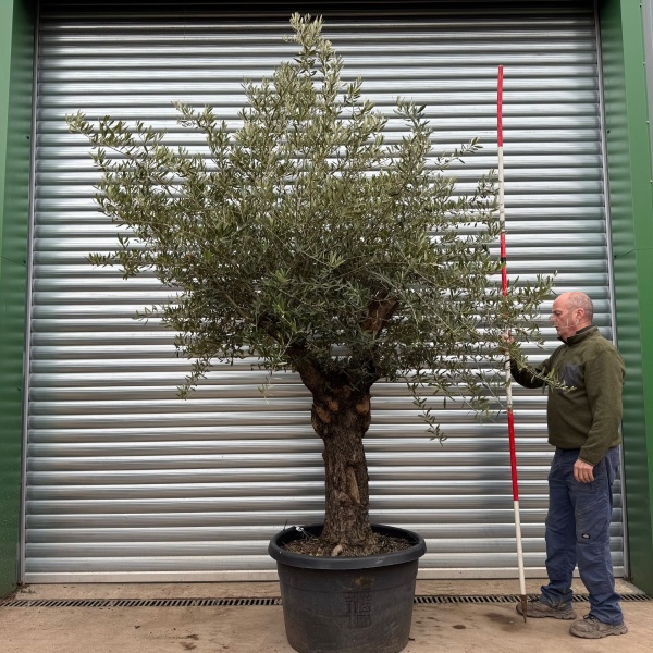 Homepage 3 Wonderful Branched Specimen Olive Fruit Tree 20424