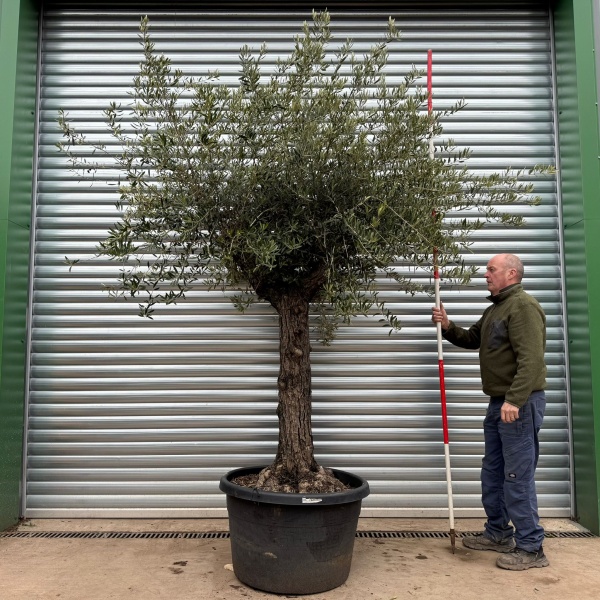 Homepage 4 Wonderful Branched Specimen Olive Fruit Tree 20425