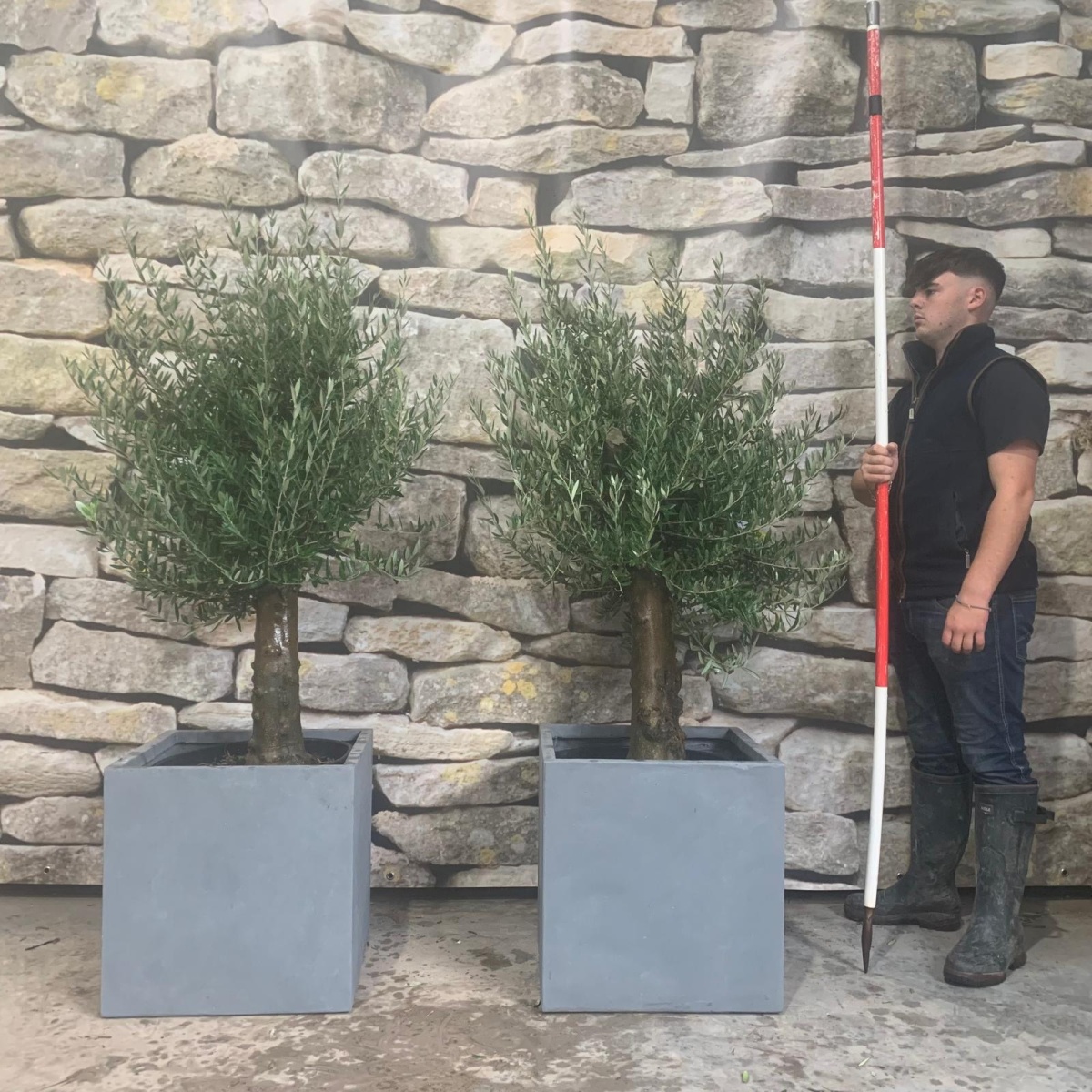 Super Mature DUO of Olive Fruit Trees with our 50cm Quality Fibre Clay Cubes 20519 20