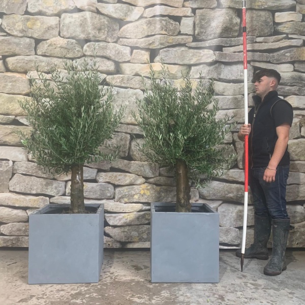 Super Mature DUO of Olive Fruit Trees with our 50cm Quality Fibre Clay Cubes 20519 20