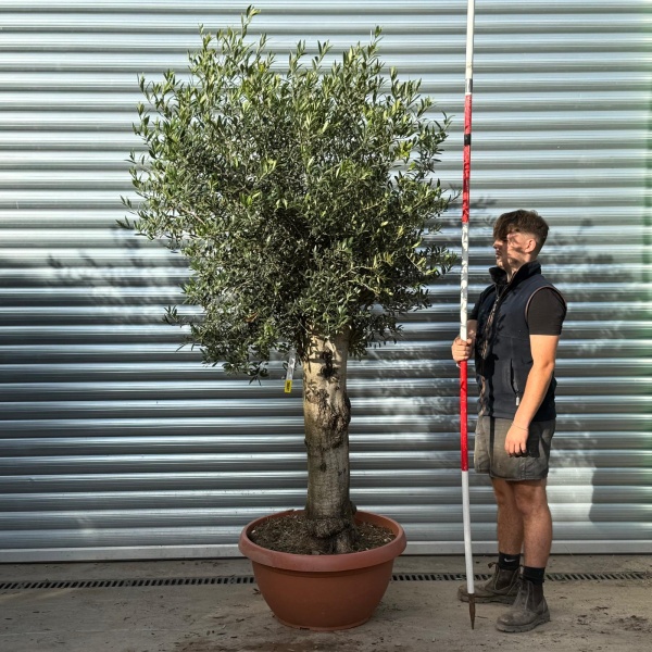 Super Specimen Olive Fruit Tree in our Bowl Format 20537