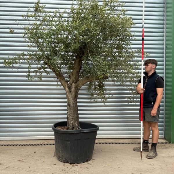 Lovely Branched Specimen Olive Fruit Tree 20538