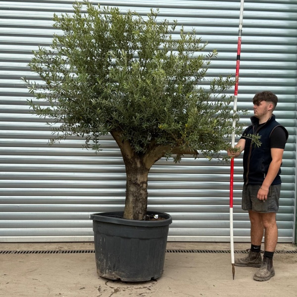 Lovely Branched Specimen Olive Fruit Tree 20539