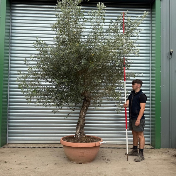 Screaming Screening Specimen Olive Fruit Tree in our Bowl Format 20540