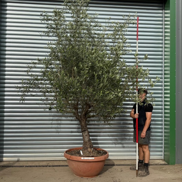 Screaming Screening Specimen Olive Fruit Tree in our Bowl Format 20541