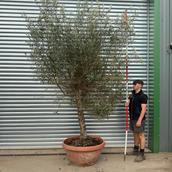 Screaming Screening Specimen Olive Fruit Tree in our Bowl Format 20542