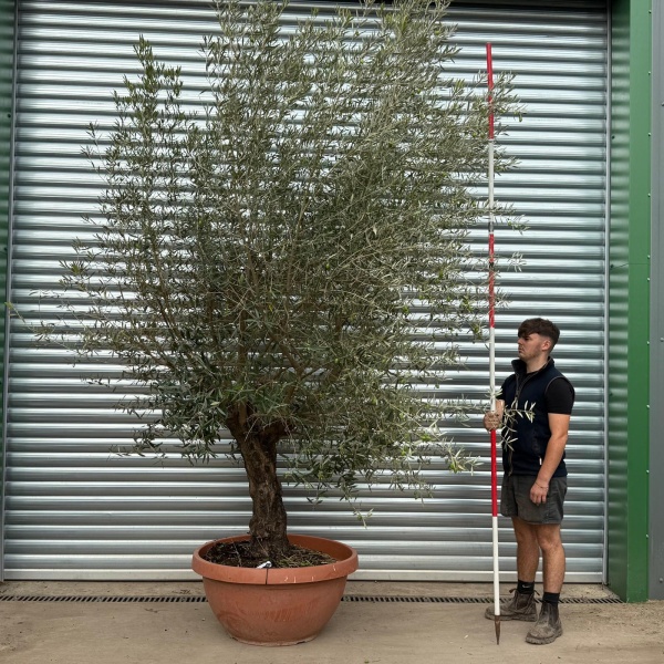 Screaming Screening Specimen Olive Fruit Tree in our Bowl Format 20543