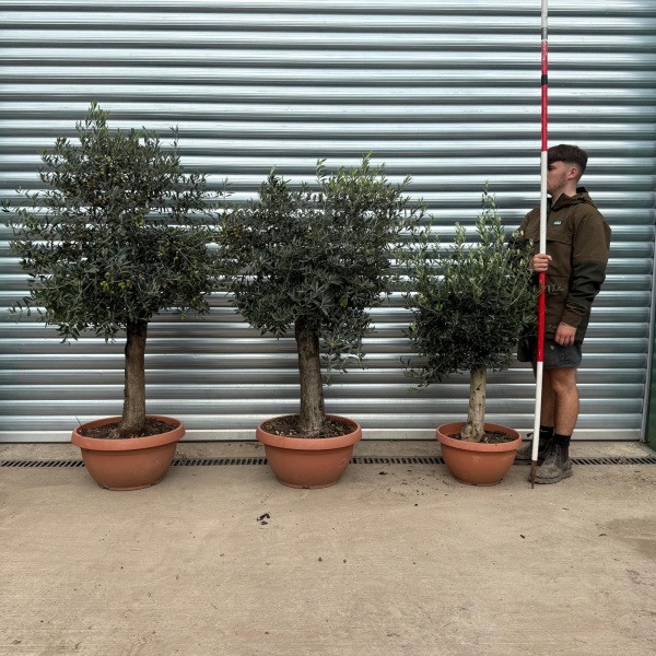 Super TRIO of Olive Fruit Trees in our Bowl Format 20544 45 46