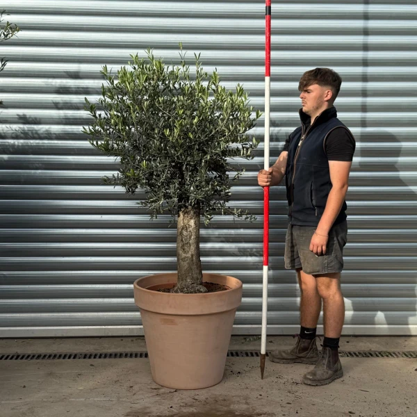 Super Mature Olive Fruit Tree with our 60cm Quality Terracotta 20547v