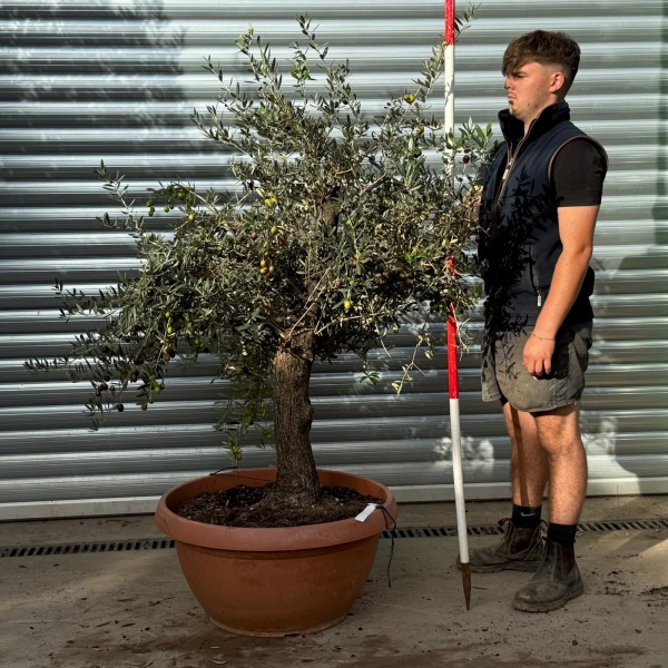 Super Specimen Olive Fruit Tree in our Bowl Format Dripping with Fruit 20548
