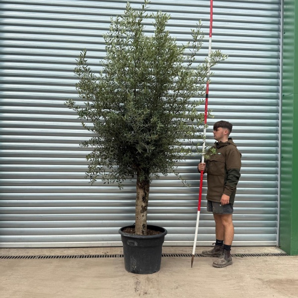 Lovely Specimen Olive Fruit Tree 20549