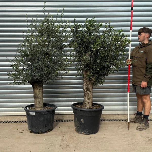 DUO of Specimen Olive Fruit Trees 20550 51
