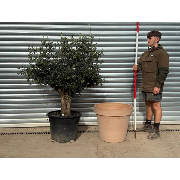 Super Mature Olive Fruit Tree with our 60cm Quality Terracotta 20552v