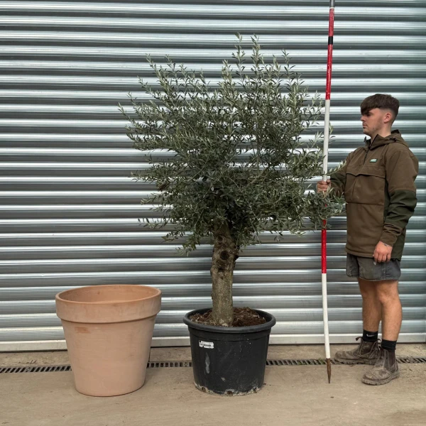 Super Mature Olive Fruit Tree with our 60cm Quality Terracotta 20553v