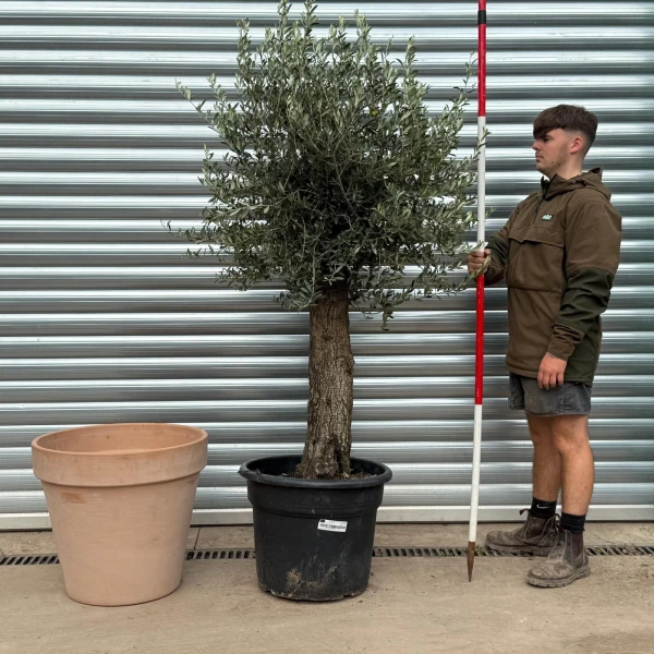 Super Mature Olive Fruit Tree with our 60cm Quality Terracotta 20554v