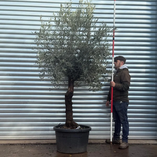 Homepage 7 Lovely Specimen Olive Fruit Tree 20576