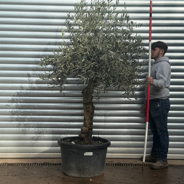 Lovely Specimen Olive Fruit Tree 20577