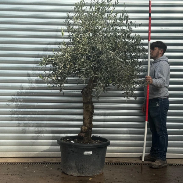 Homepage 8 Lovely Specimen Olive Fruit Tree 20577