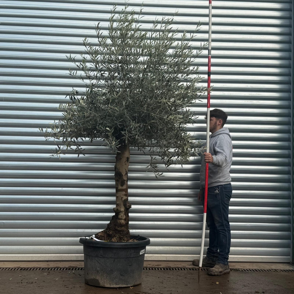 Lovely Specimen Olive Fruit Tree 20578