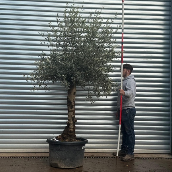 Lovely Specimen Olive Fruit Tree 20578