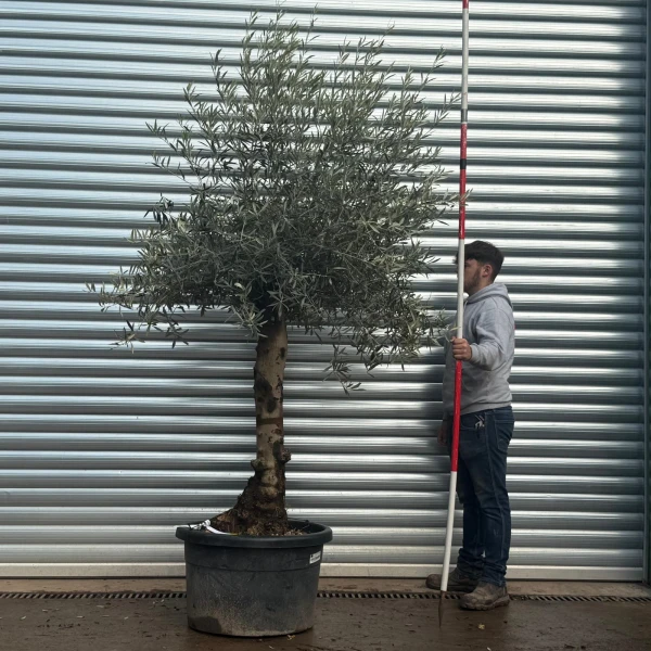 Homepage 9 Lovely Specimen Olive Fruit Tree 20578