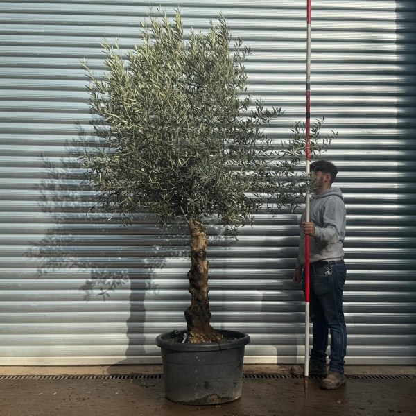 Lovely Specimen Olive Fruit Tree 20580