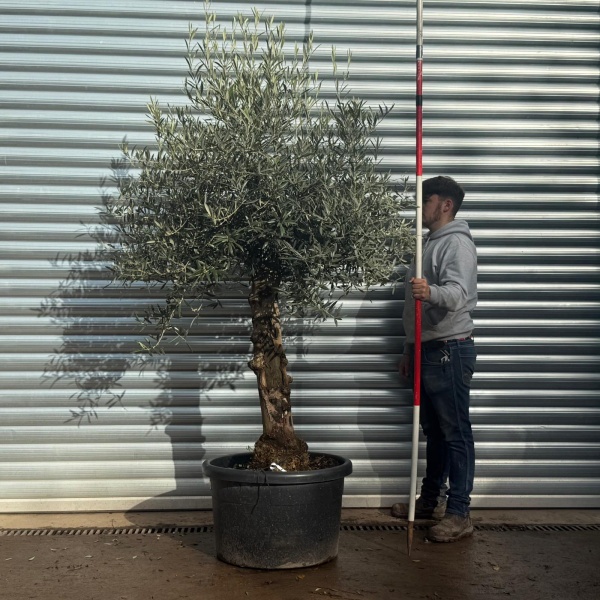 Lovely Specimen Olive Fruit Tree 20581