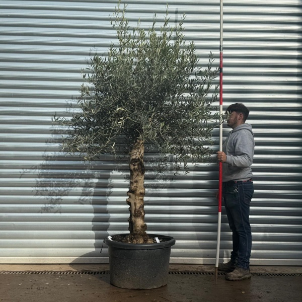 Lovely Specimen Olive Fruit Tree 20582