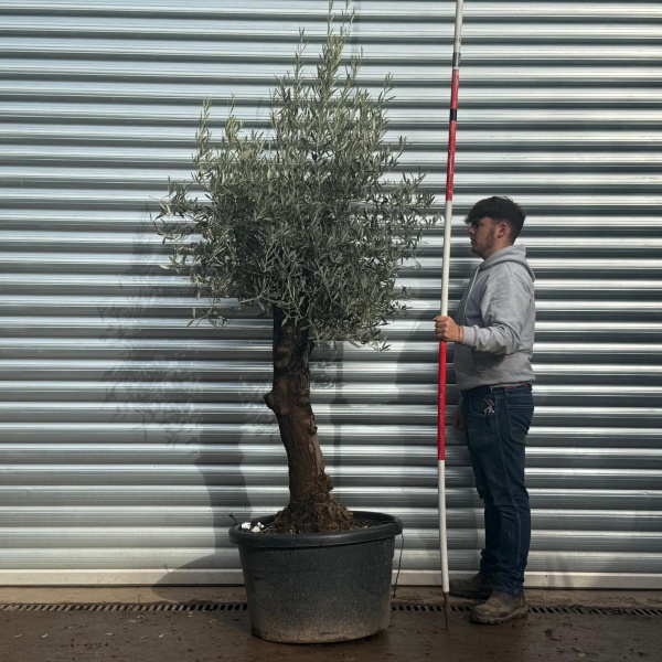 Lovely Specimen Olive Fruit Tree 20583