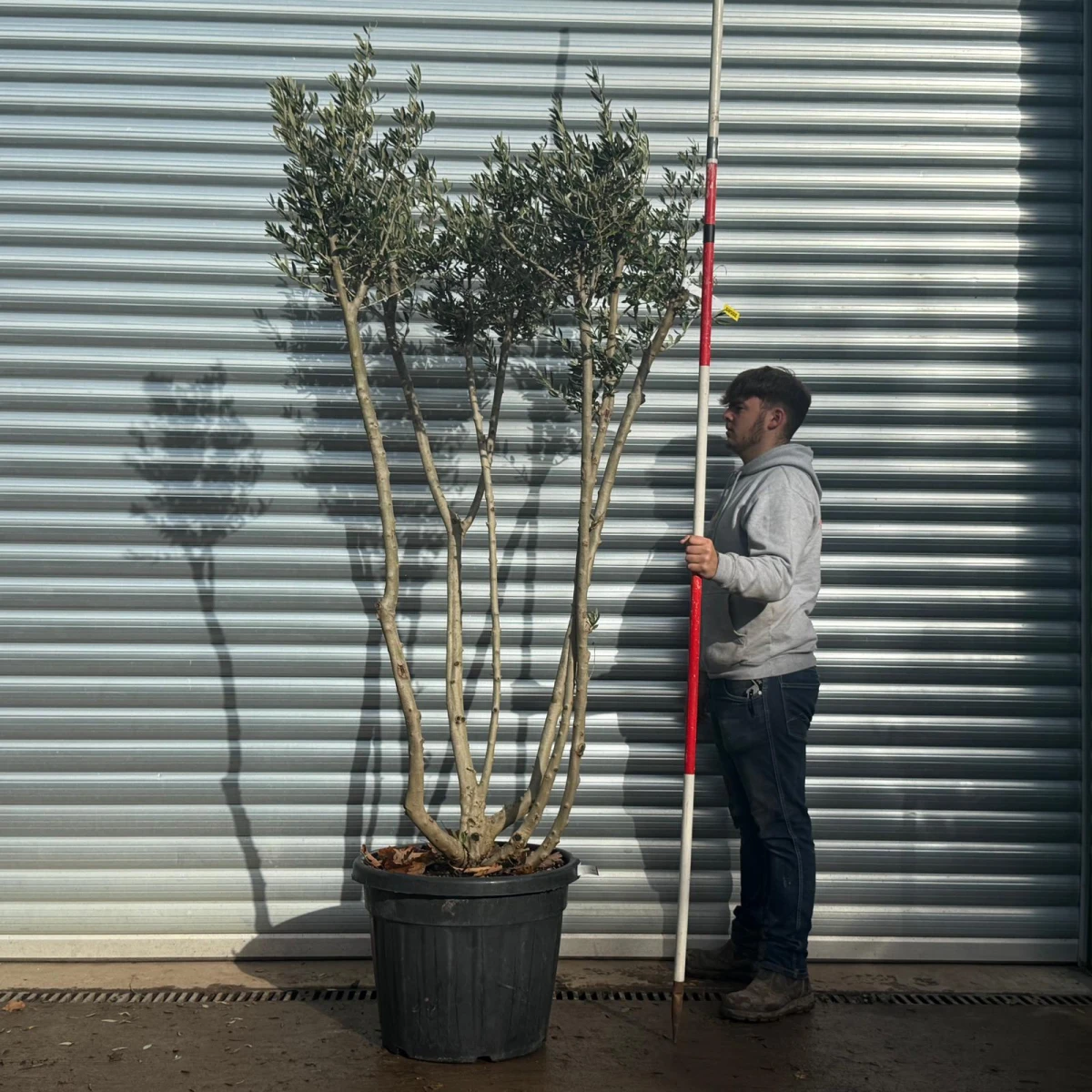 Trendy Multi-Stem Mature Olive Fruit Tree Specimen 20585