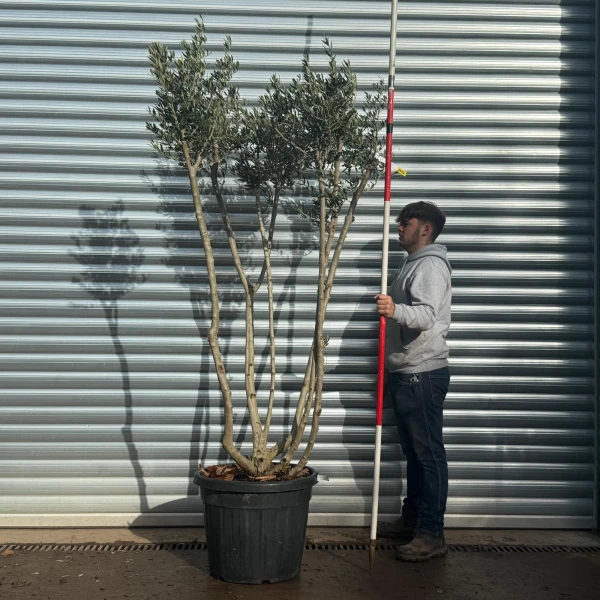 Homepage 2 Trendy Multi-Stem Mature Olive Fruit Tree Specimen 20585