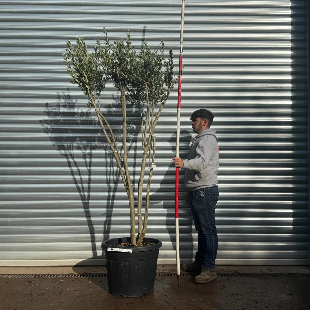 Trendy Multi-Stem Mature Olive Fruit Tree Specimen 20586