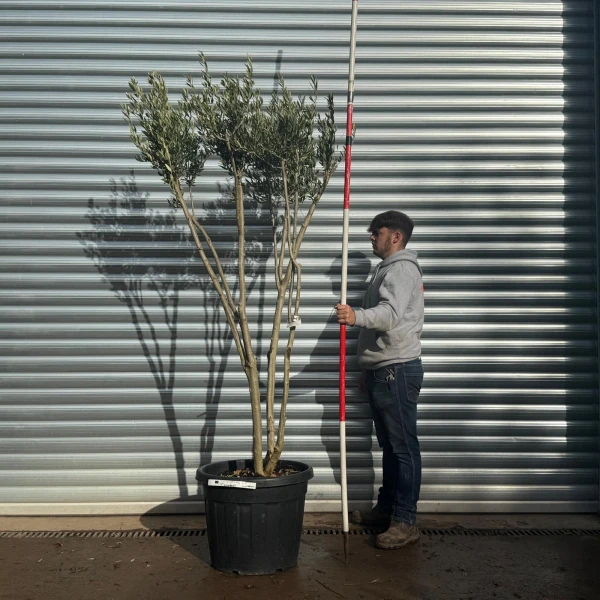 Homepage 3 Trendy Multi-Stem Mature Olive Fruit Tree Specimen 20586