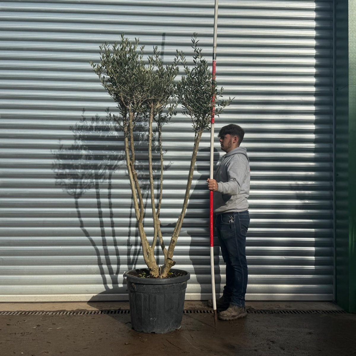 Trendy Multi-Stem Mature Olive Fruit Tree Specimen 20587